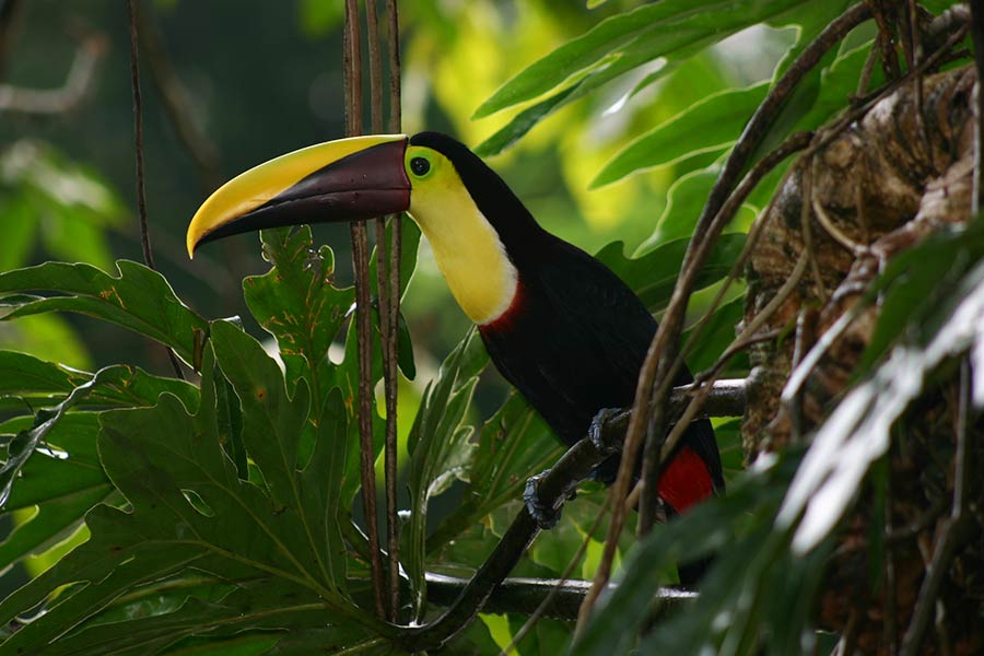 A native toucan on the Pacuare River in Costa Rica