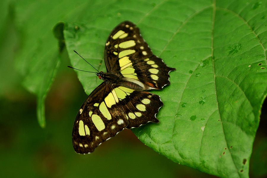 A native species of butterfly on the Pacuare River
